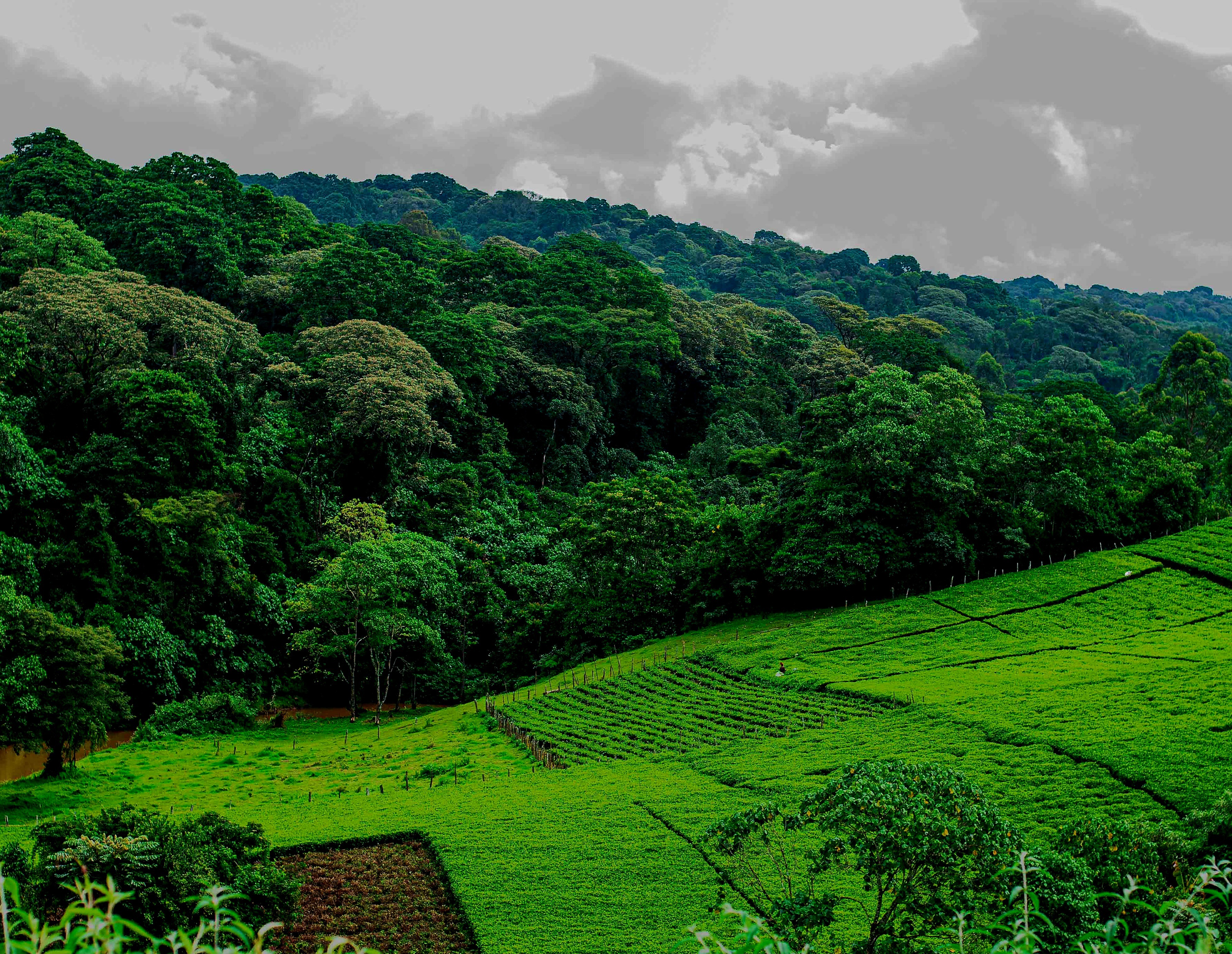 Close-up of fresh tea leaves used for premium Kenyan tea production